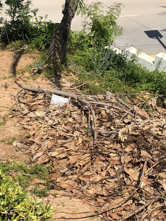 Gartenanlage Barceló Portinatx - Adults only