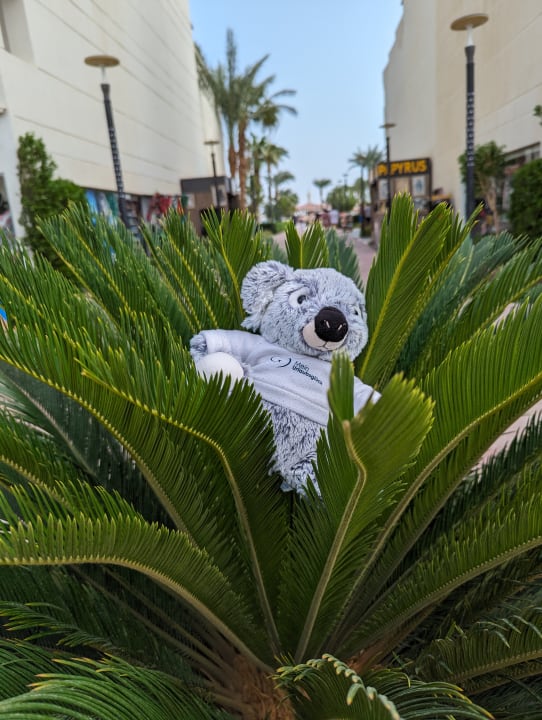 Gartenanlage Amarina Abu Soma Resort & Aquapark