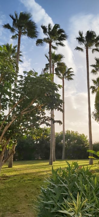Gartenanlage Hotel Riu Oliva Beach - Hotel