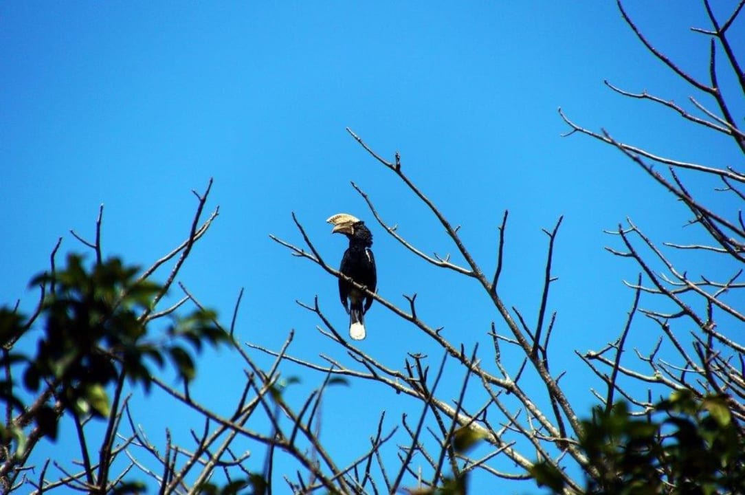Vogel  Hotel Papillon Lagoon Reef