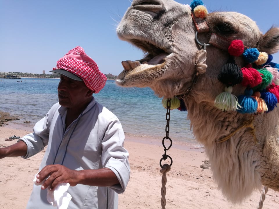 Strand Jaz Makadi Saraya Resort