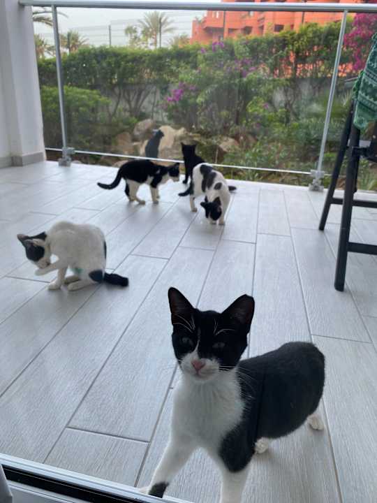 Außenansicht Hotel Riu Palace Tenerife