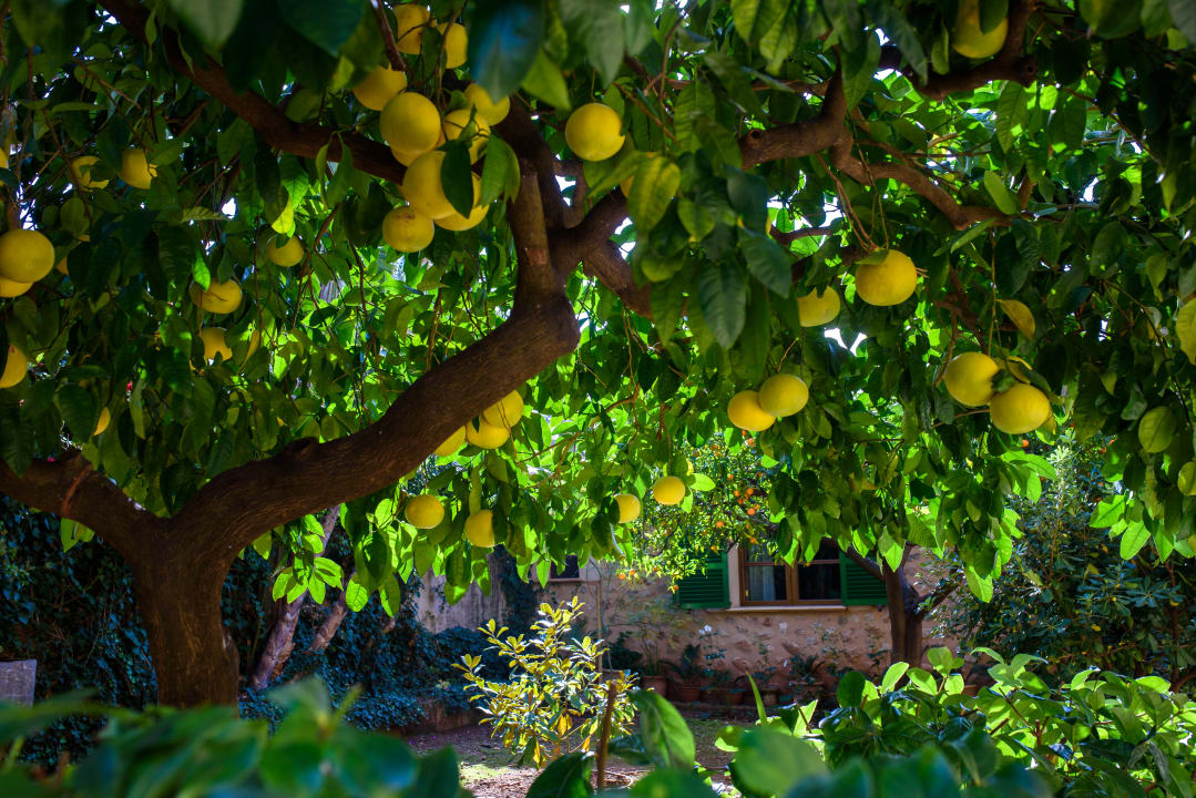 Gartenanlage Son Grec Petit Resort