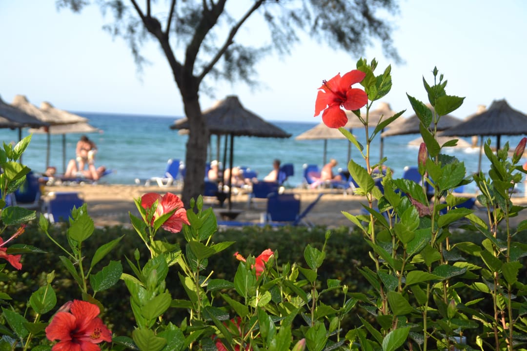 Strand Phãea Cretan Malia