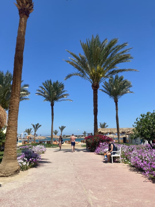 Gartenanlage Desert Rose