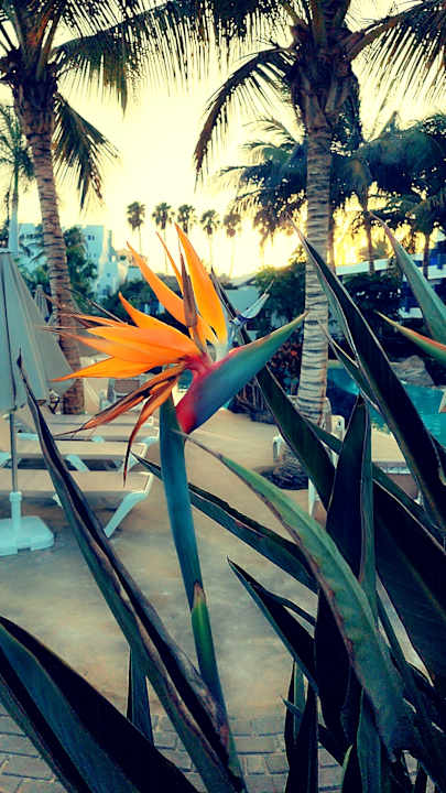 Gartenanlage R2 Bahía Playa Design Hotel & Spa - Adults Only