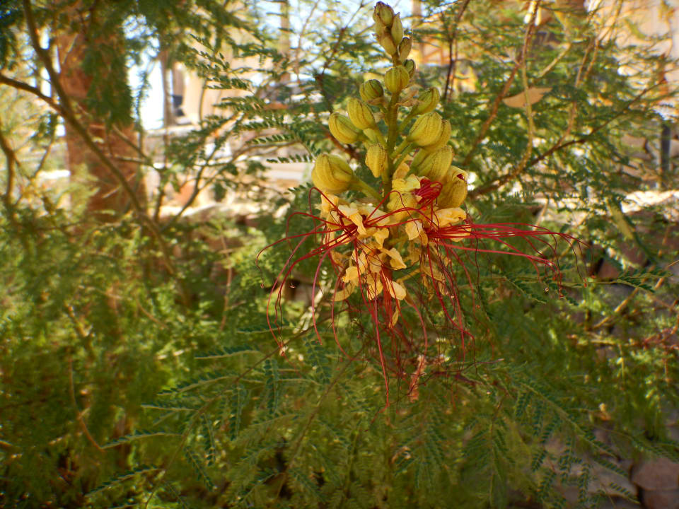 Gartenanlage Fort Arabesque Resort, Spa & Villas