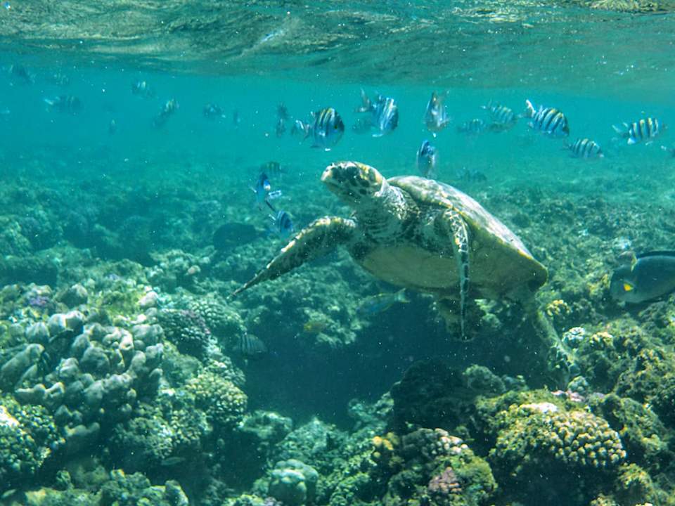 Strand Three Corners Equinox Beach Resort