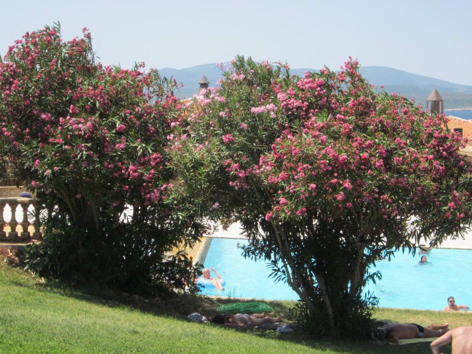 Viele Bäume auf der Anlage Club Resort Atlantis