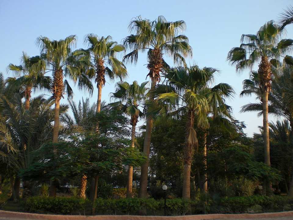 Palmengarten Giftun Azur Resort
