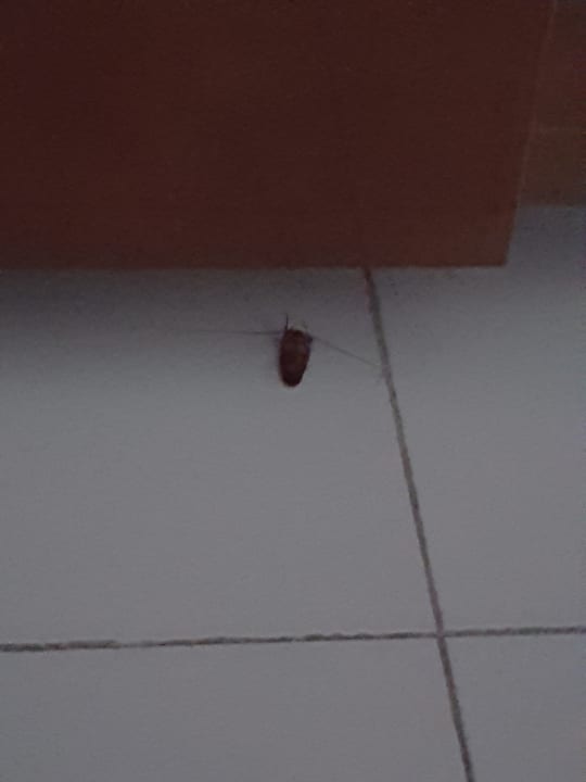 Zimmer Hotel El Mouradi Djerba Menzel