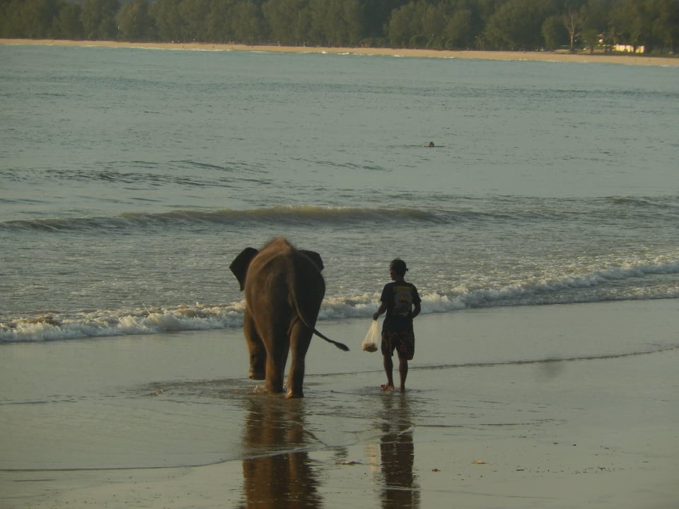 Elefant am Strand Best Western Premier Bangtao Beach Resort & Spa