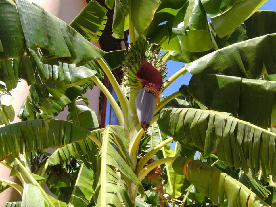 Bananenblüte m. Früchten Club Grand Side