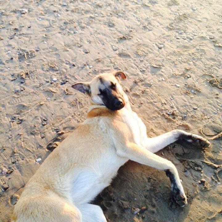 Beach hund Limak Lara Deluxe Hotel & Resort
