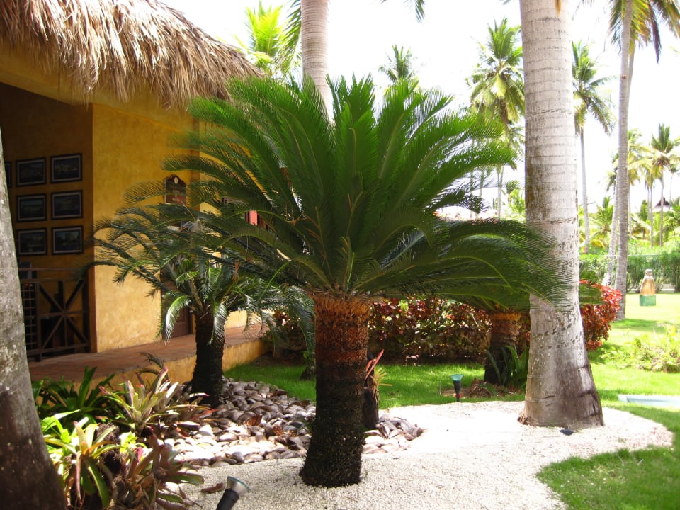 Schöne Gartenanlage Punta Cana Princess All Suites Resort & Spa