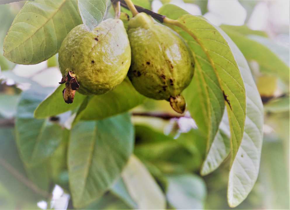 Gartenanlage Swellendam Country Lodge Guesthouse