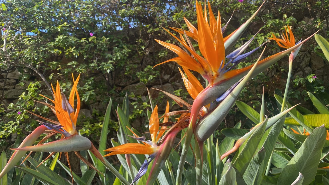 Gartenanlage ROBINSON CALA SERENA