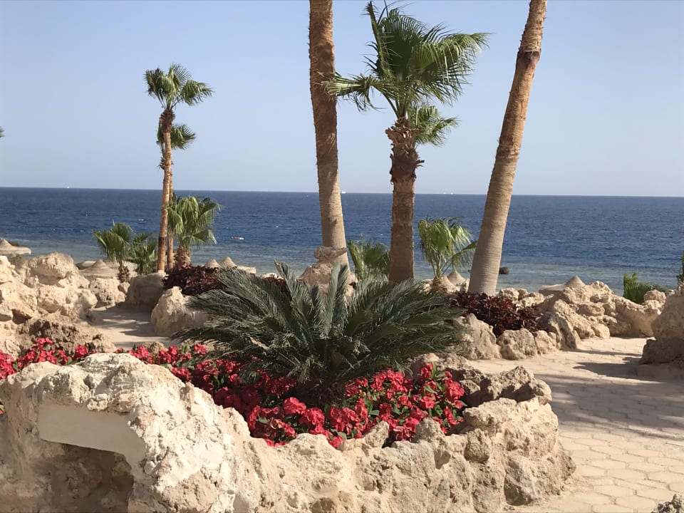 Garten Pickalbatros Citadel Resort