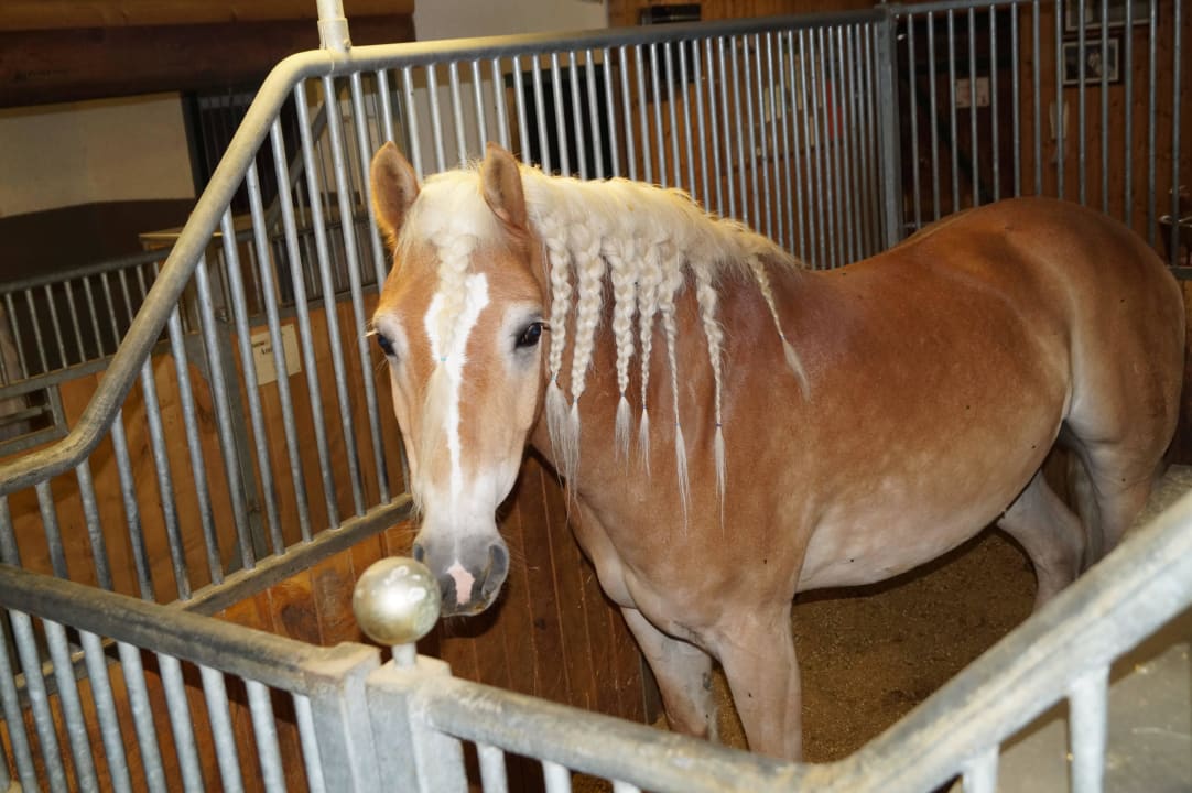 Haflinger Ellmauhof - das Generationenresort