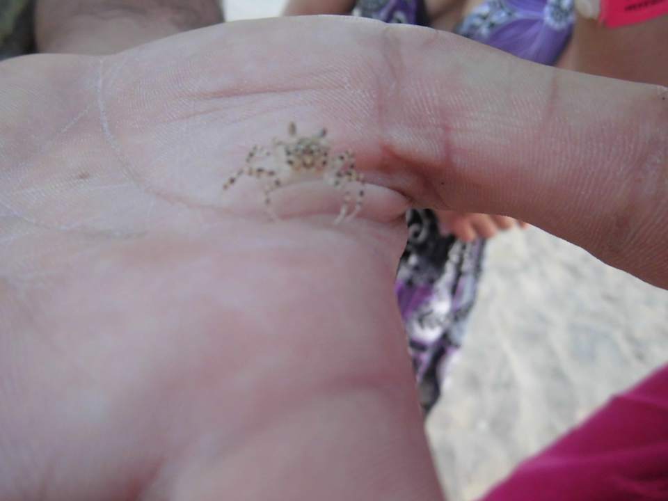 Nette Tierchen Pickalbatros Palace Resort