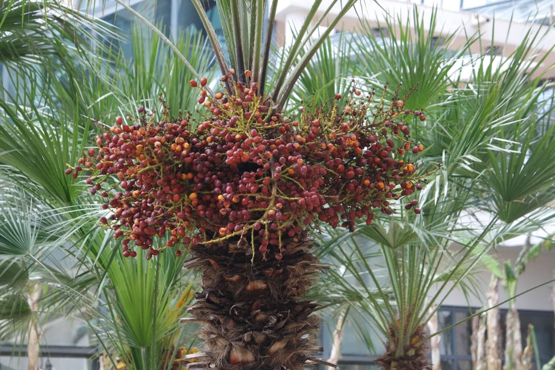 Frühling  Limak Limra Hotel & Resort