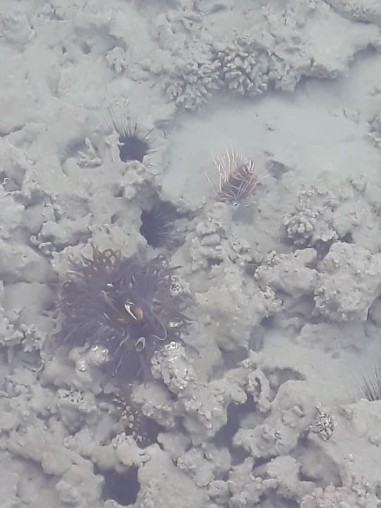 Strand Cleopatra Luxury Resort Makadi Bay