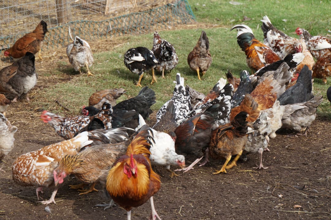 Sonstiges Hotel Tamodi Lodge