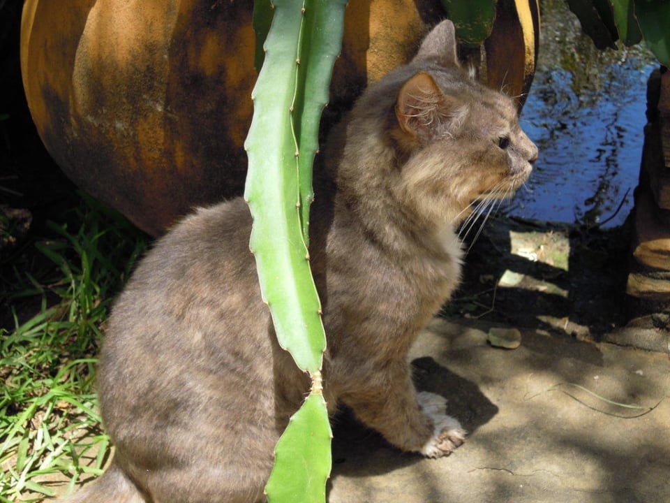 Wunderschöne Hotelkatzen Bahari Beach Hotel