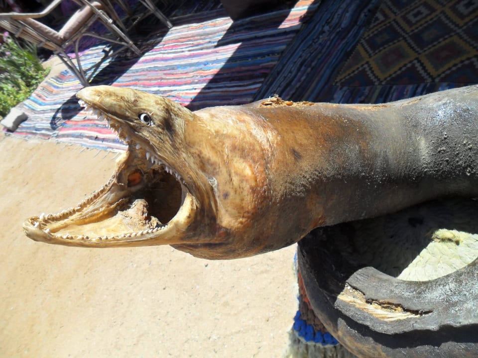 Ausgestopfte Moräne am Strand Stella Beach Resort & Spa Makadi Bay