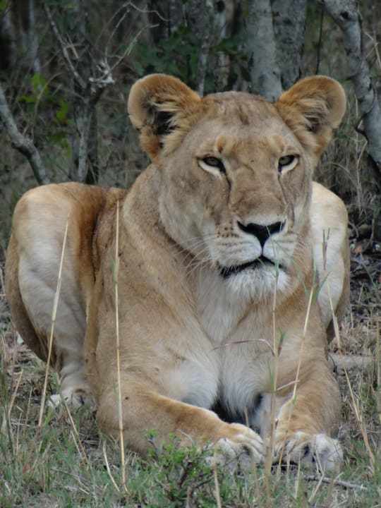 Sonstiges Aruba-Mara Camp