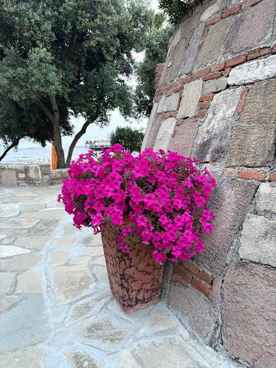 Strand Arum Barut Collection