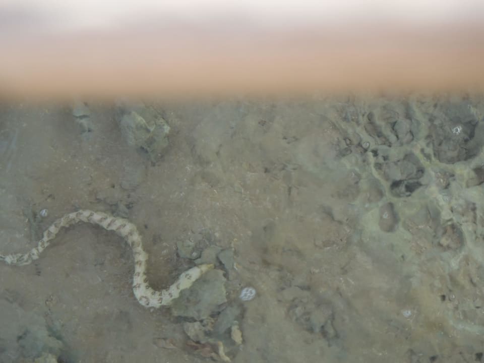 Schlange Stella Beach Resort & Spa Makadi Bay