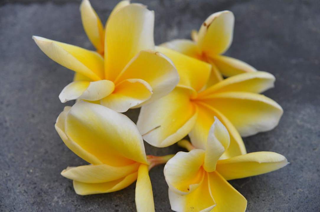 Diese Blüten wachsen im eigenen Garten The Samaya Bali - Seminyak