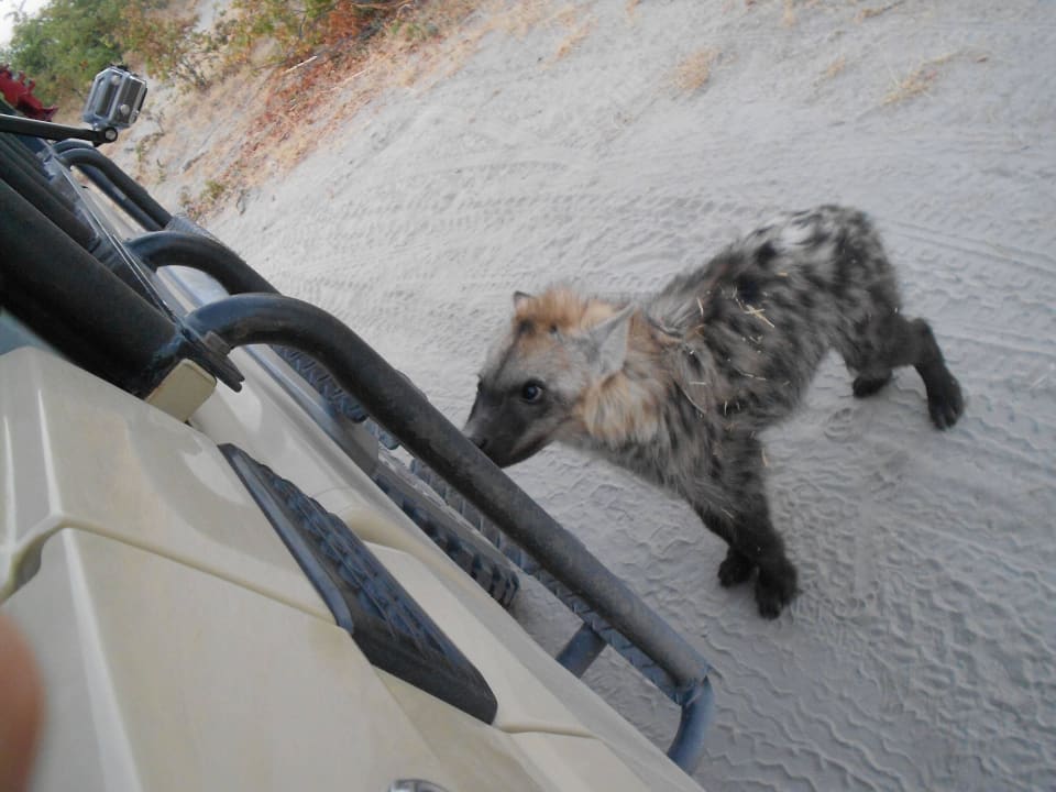 Neugieriges Hyänenbaby in Khwai Hotel Khwai River Lodge