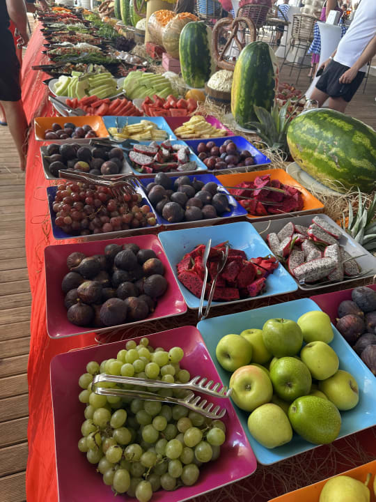 Gastro Seashell Vega