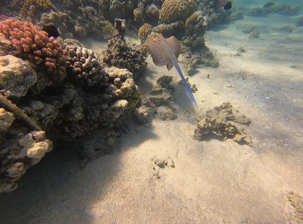 Sport & Freizeit Stella Beach Resort & Spa Makadi Bay