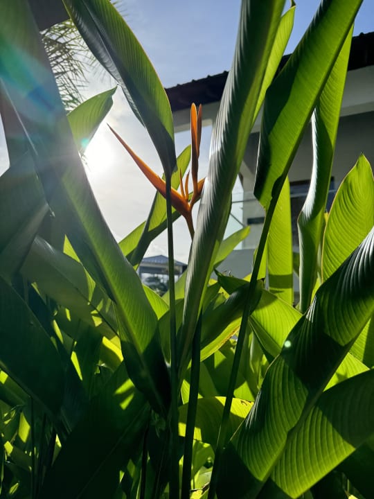 Gartenanlage Dreams La Romana Resort & Spa