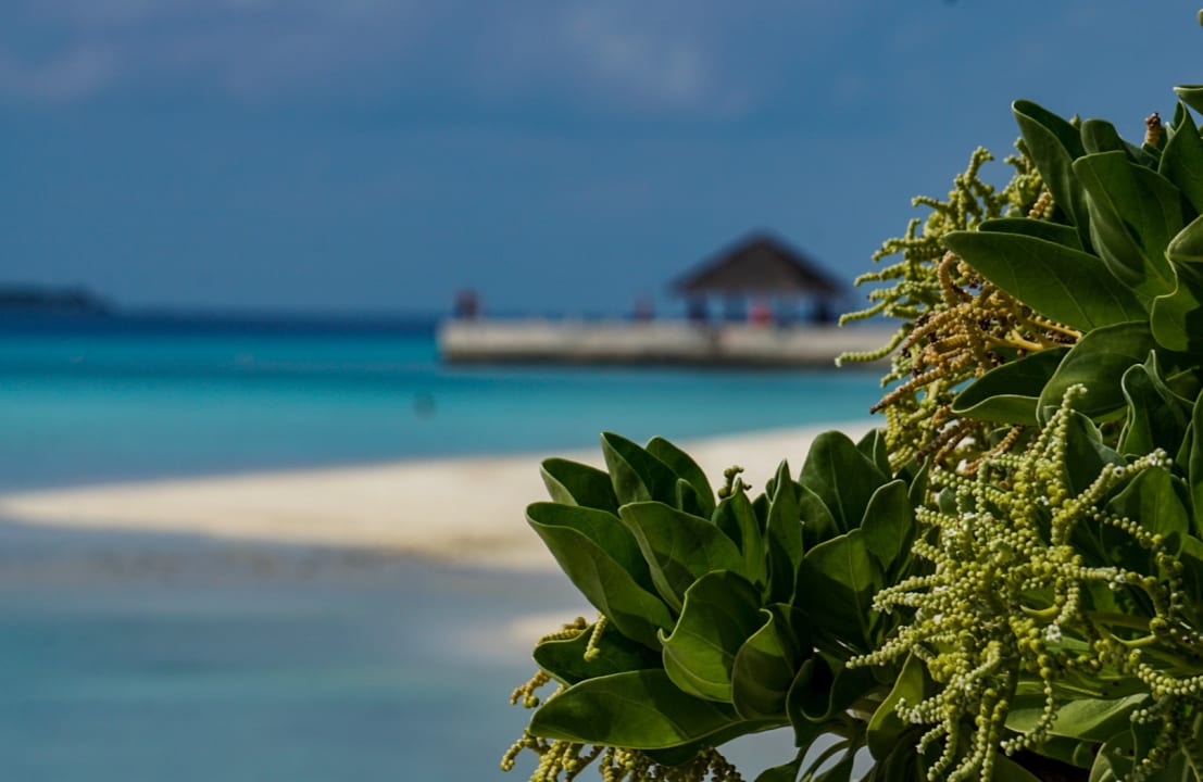 Strand Summer Island Maldives
