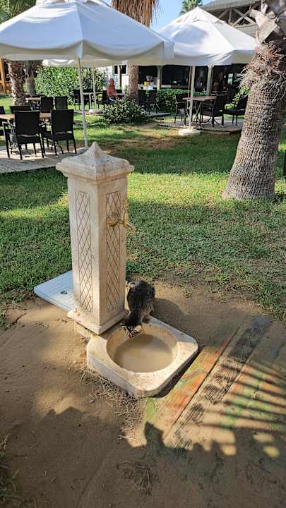 Sonstiges Royal Atlantis Beach Hotel