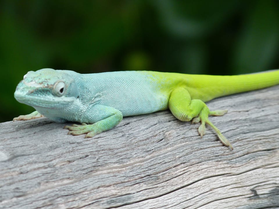 Echse Sol Rio De Luna y Mares