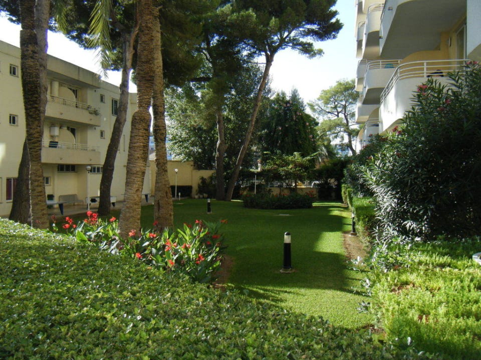 Hotelgarten mit Palmen uns Kiefern Aparthotel Ivory Playa