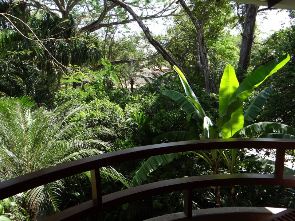 Blick aus dem Zimmer in den riesigen Garten Capitán Suizo Beachfront Boutique Hotel
