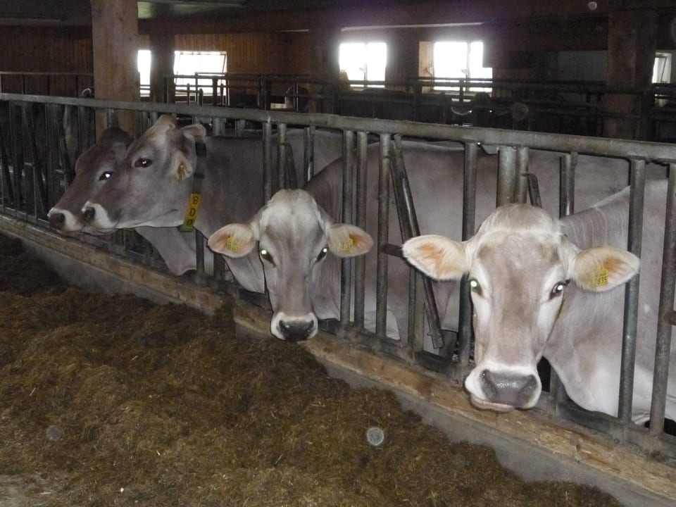 Tiere auf dem Hof Ferienhof Nägele