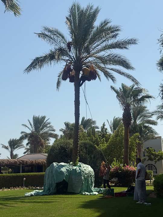 Gartenanlage Desert Rose