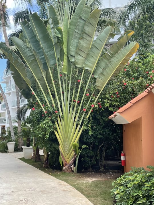 Gartenanlage Hotel Viva Dominicus Beach by Wyndham - All Inclusive Resort