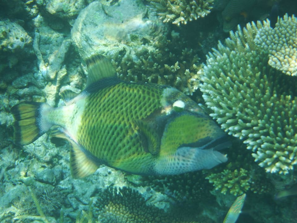 Drückerfisch am Hausriff (Korallengarten) Embudu Village