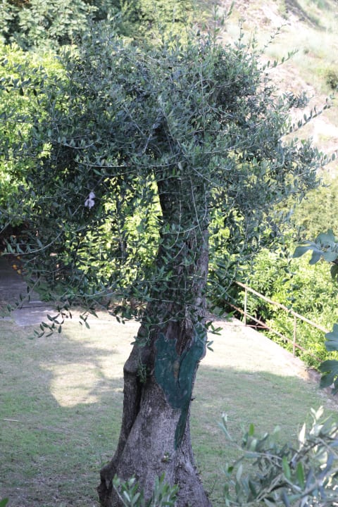 Gartenanlage Relax Hotel Villa La Gardenia & Oleandra