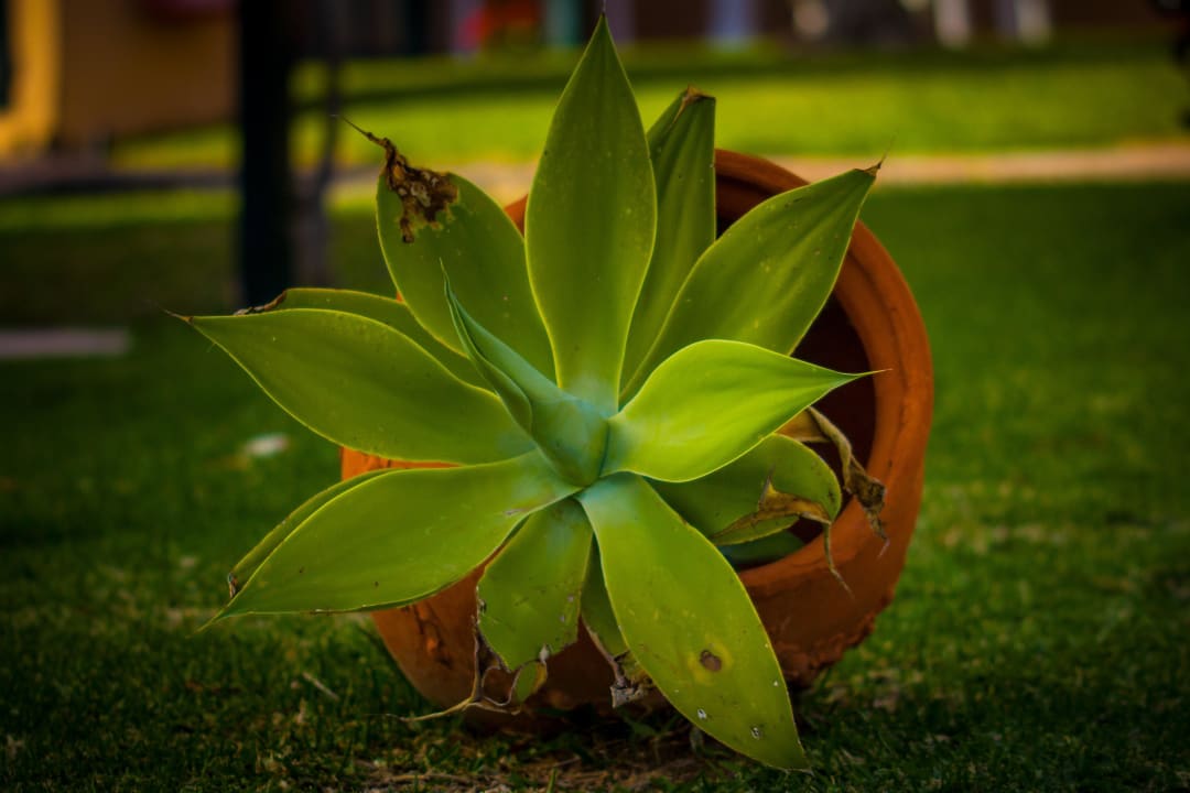 Alles sehr gepflegt allsun Hotel Esplendido