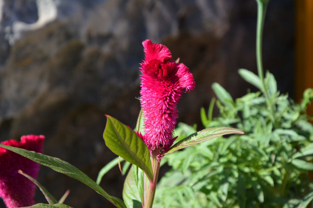 Kalithea Horizon Royal Hotel Kalithea Horizon Royal