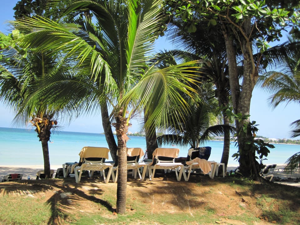 Ausreichend natürlicher Schatten am Strand Hotel Riu Palace Tropical Bay